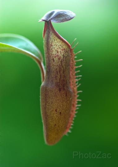 Nepenthes.jpg