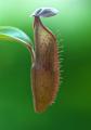 Nepenthes