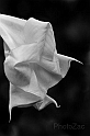 Fiore Campana BW