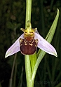 Ophrys apifera Hudson