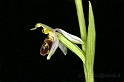 Ophrys apifera Hudson_L