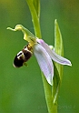 Ophrys apifera Hudson_b