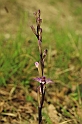 Orchidea Limodrum (Limodrum abortivum)