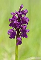 Orchidea Morio (Orchis morio)