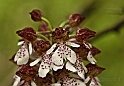 Orchidea Purpurea (fiore)