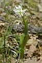 Orchidea Simia bianca (Orchis simia)