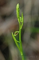 Orchidea insectifera (orchis insectifera)