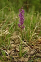 Orchidea mascula (Orchis mascula)