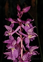 Orchidea mascula (fiore)