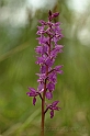 Orchidea mascula 