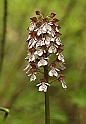 Orchidea purpurea (Orchis purpurea Hudson)