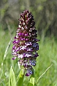 Orchidea purpurea c