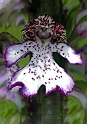 Orchidea purpurea d