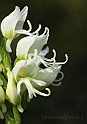 Orchidea simia bianca c