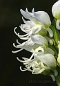 Orchidea simia bianca d