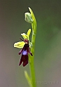 Orchidea_micro