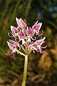 Orchis Simia 2