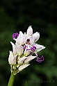 Orchis Simia 3