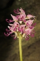 Orchis Simia Lam