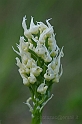 Orchis simia bianca e