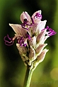 Orchis simia viola