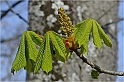 Inflorescenza Ippocanstano