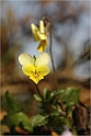 Viola Gialla (selvatica)