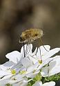 Bombis (Bombylius)