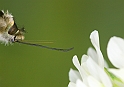 Bombylius fulvescens