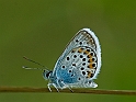 Polyommatus icarus