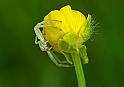 Ragno granchio (Misumena vatia)