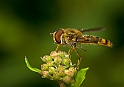 Sirfide (Syrphus torvus)