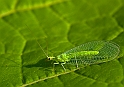 Verdina (Chrysoperla)