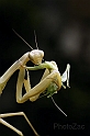 Mantide Religiosa - Mantis Religiosa