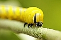 Bruco sfinge testa di morto (Acherontia atropos)